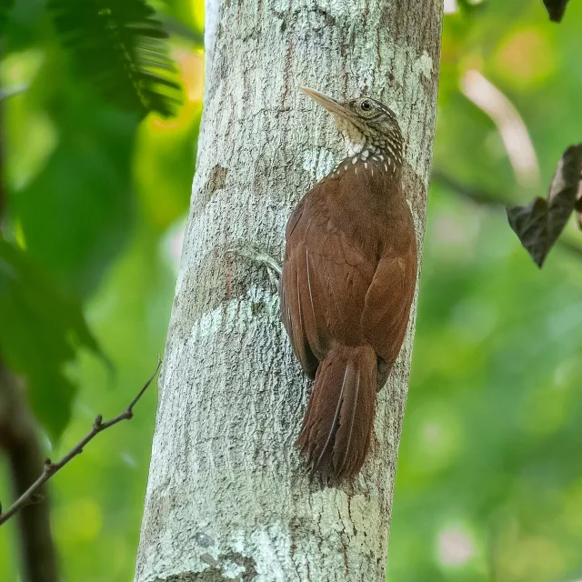 Rich brown woodpecker like bird.