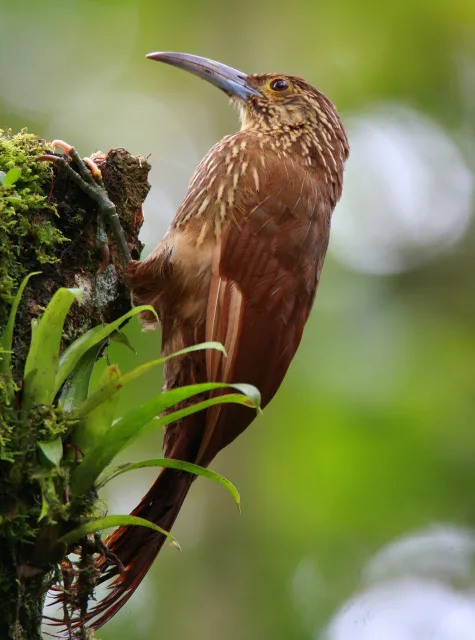 Rich brown woodpecker like bird.