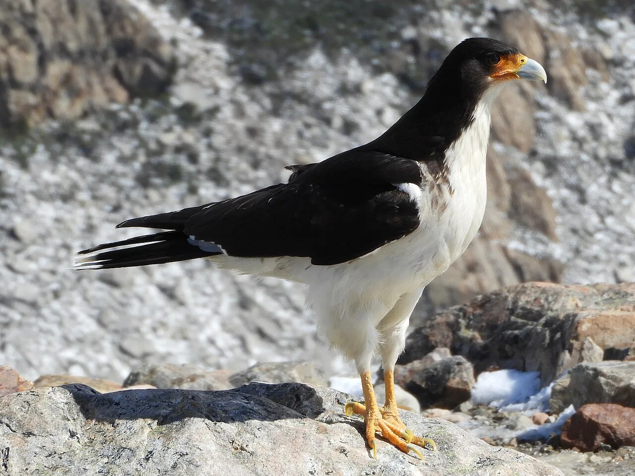 Black backed bird of prey with clean white front.