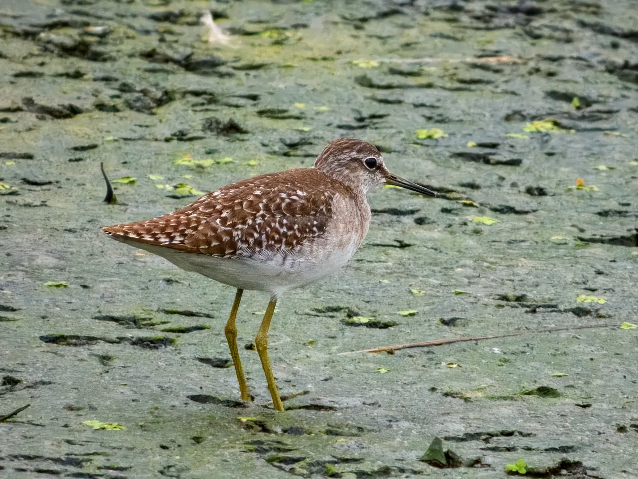 Grey and brown mottled bird with long dirty yellow legs.