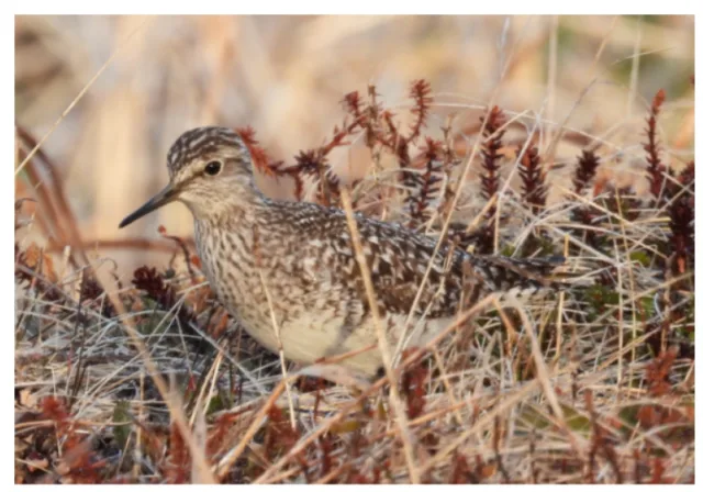 Grey and brown mottled bird sitting in grass.