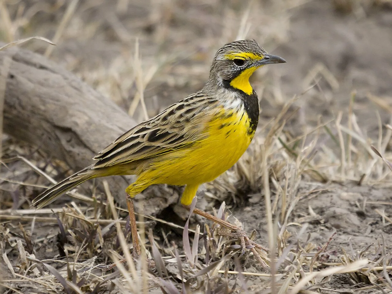 Medium sized field bird with bright yellow breast, black V shaped around the throat and streaky back.