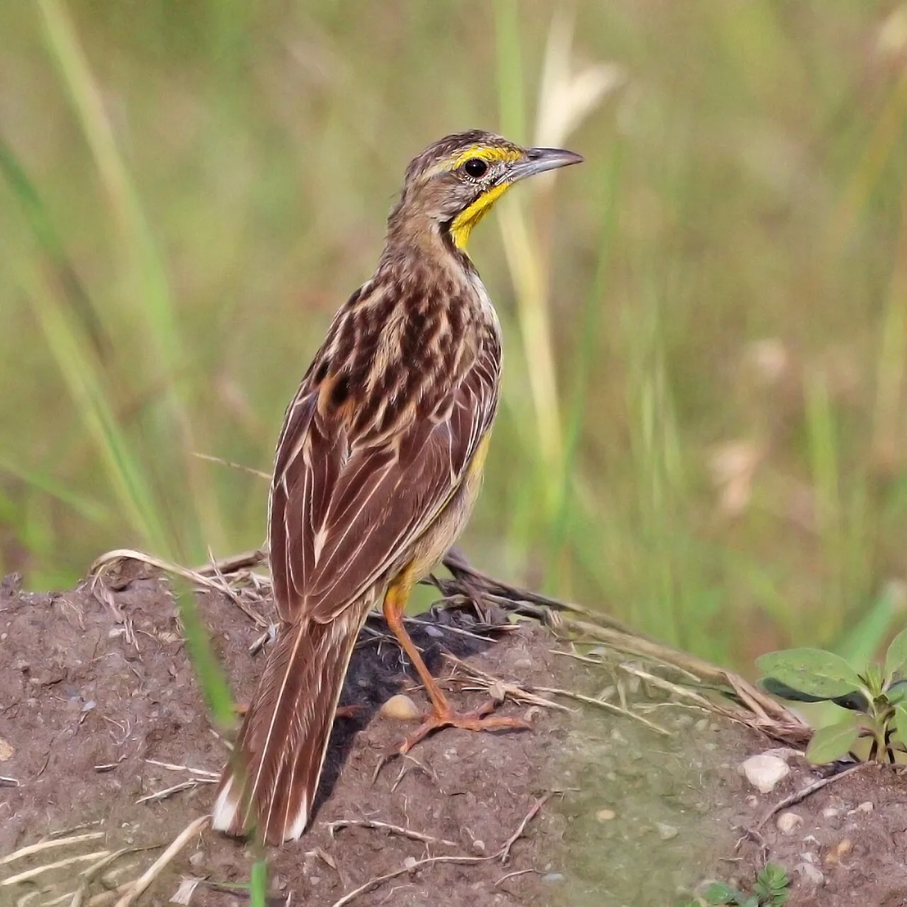 Medium sized field bird with bright yellow breast, black V shaped around the throat and streaky back.