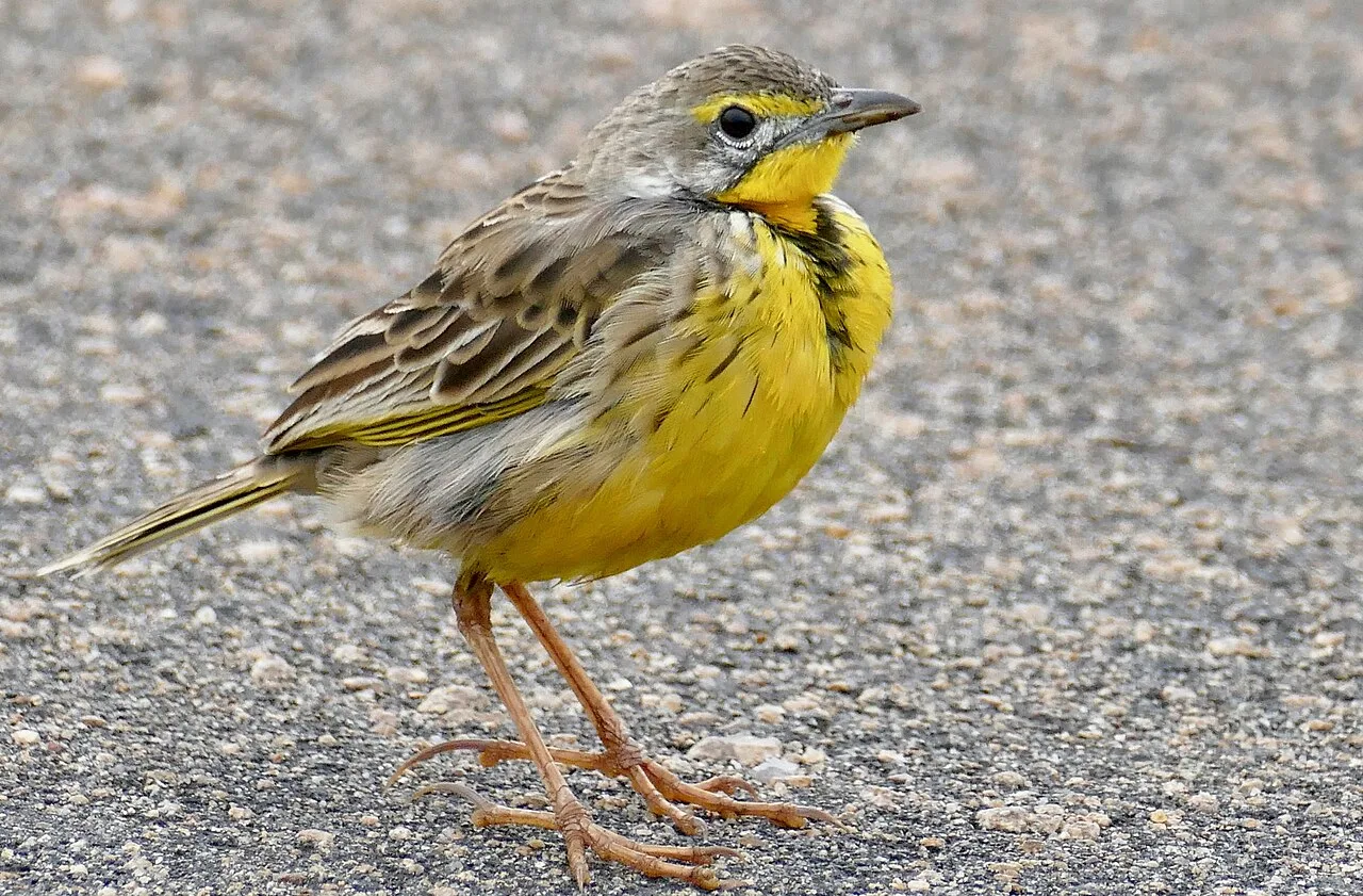 Medium sized field bird with bright yellow breast, black V shaped around the throat and streaky back.