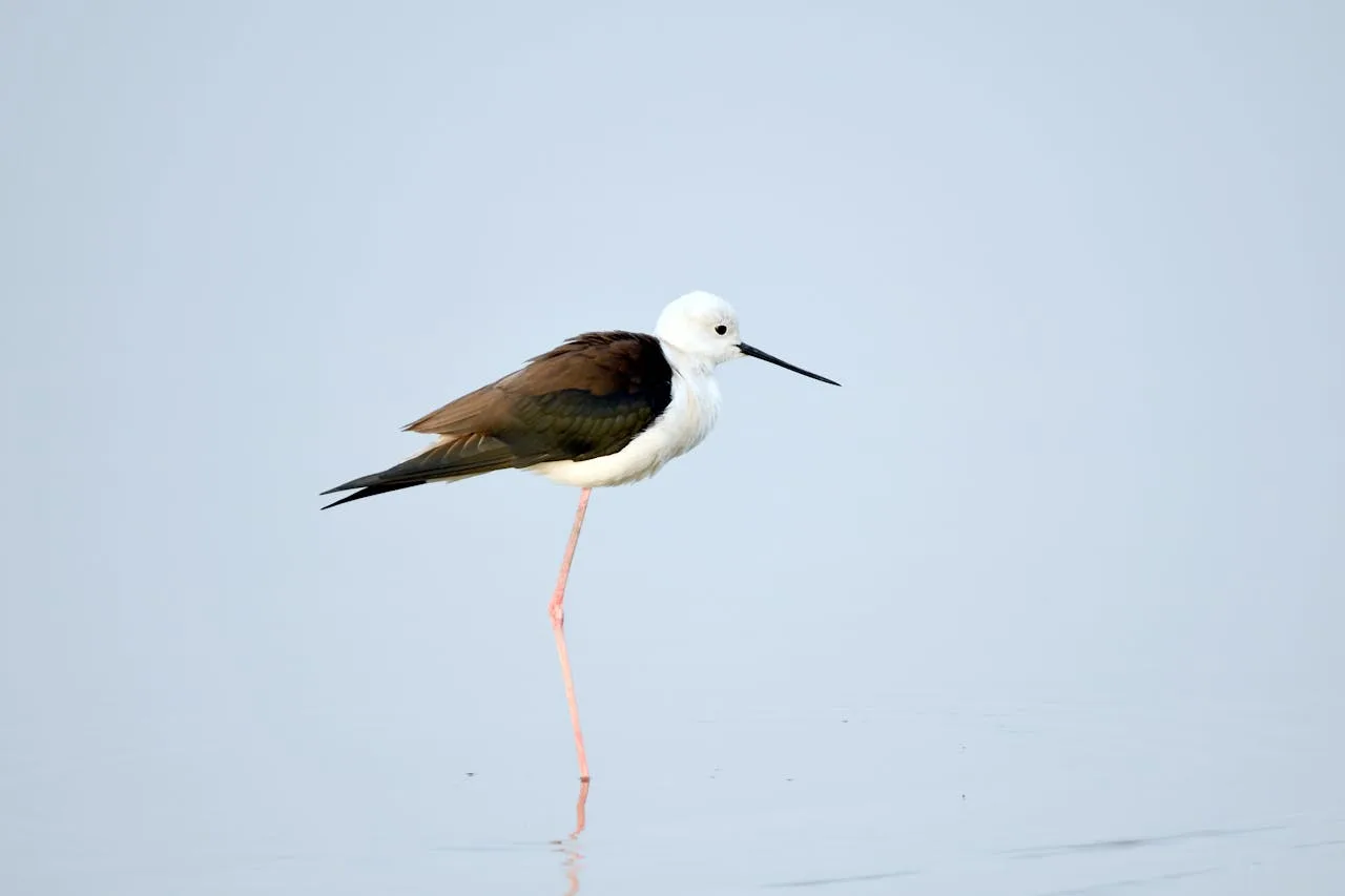 A one legged black and white bird.