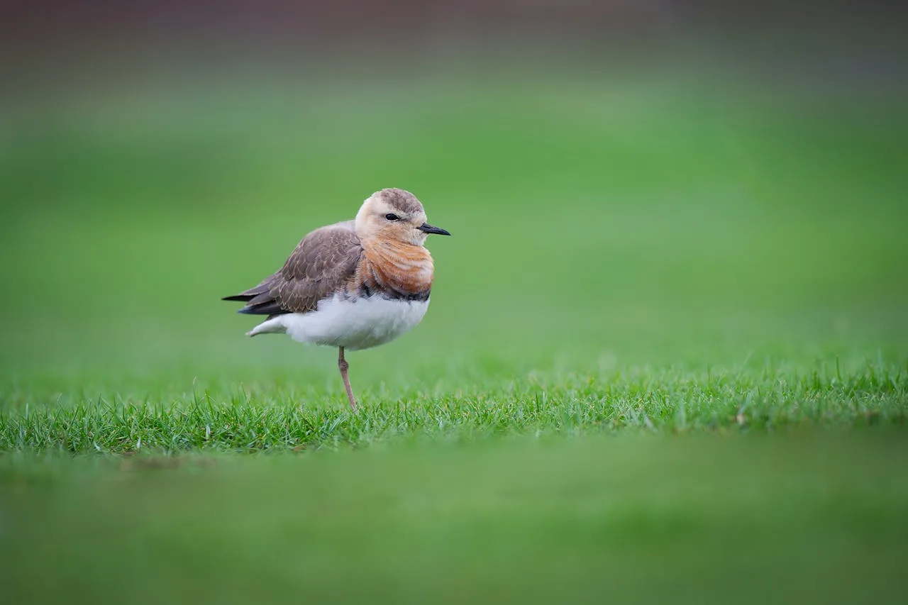 A one legged brown bird with a white belly.