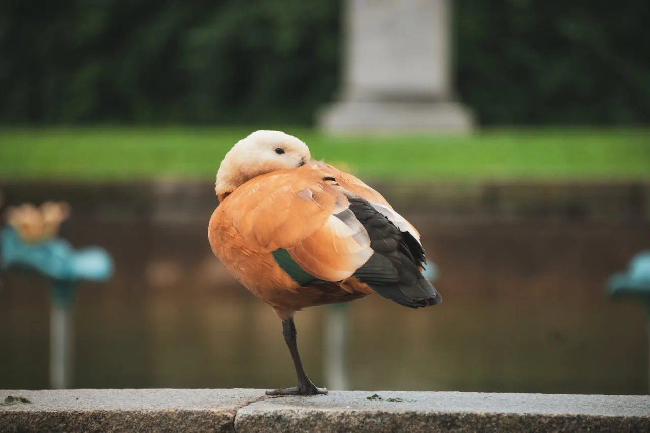 A one legged brown duck.