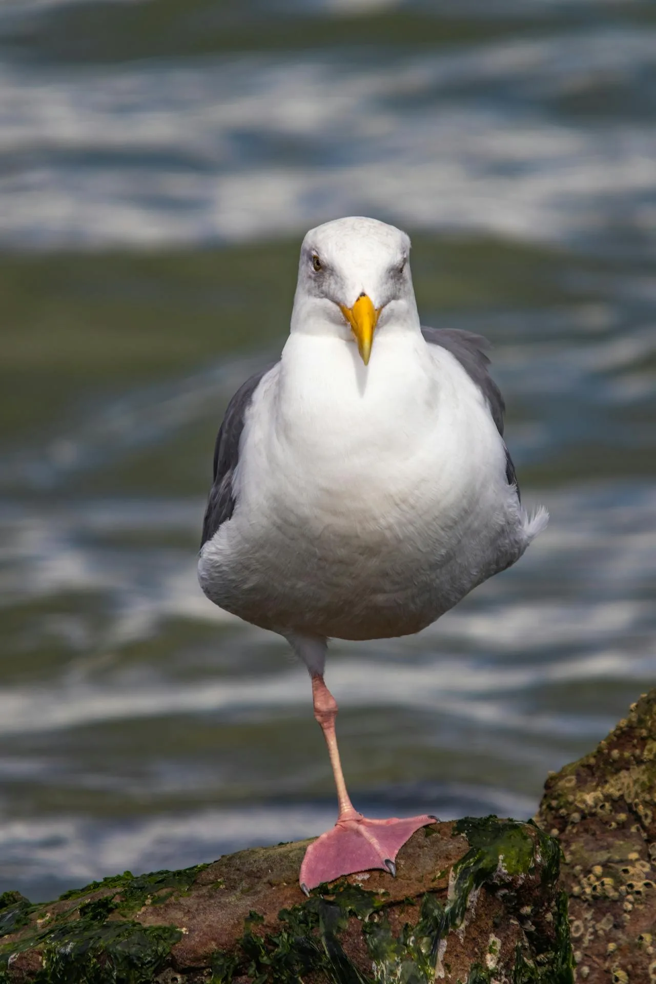 A one legged gull.