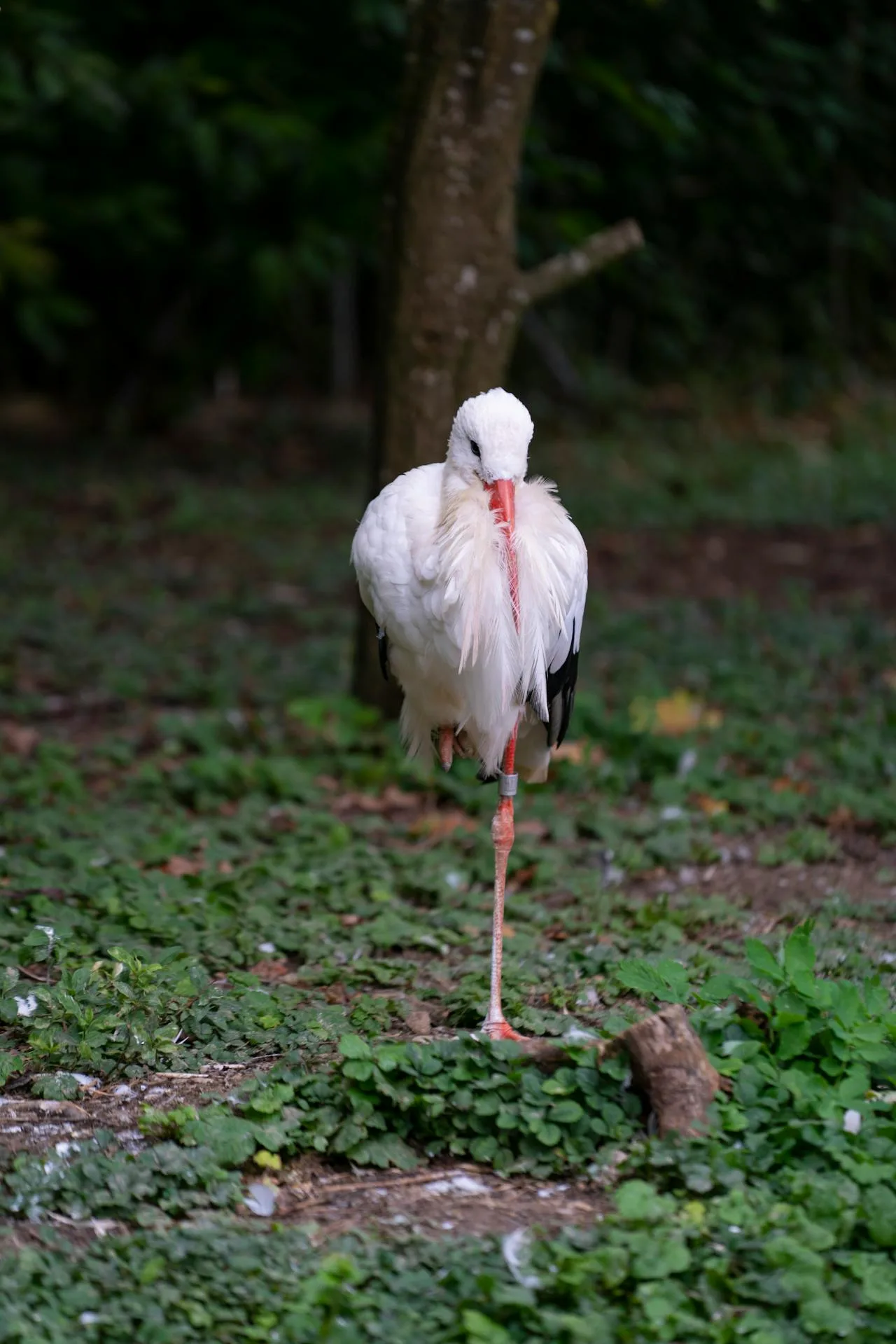 A one legged stork.