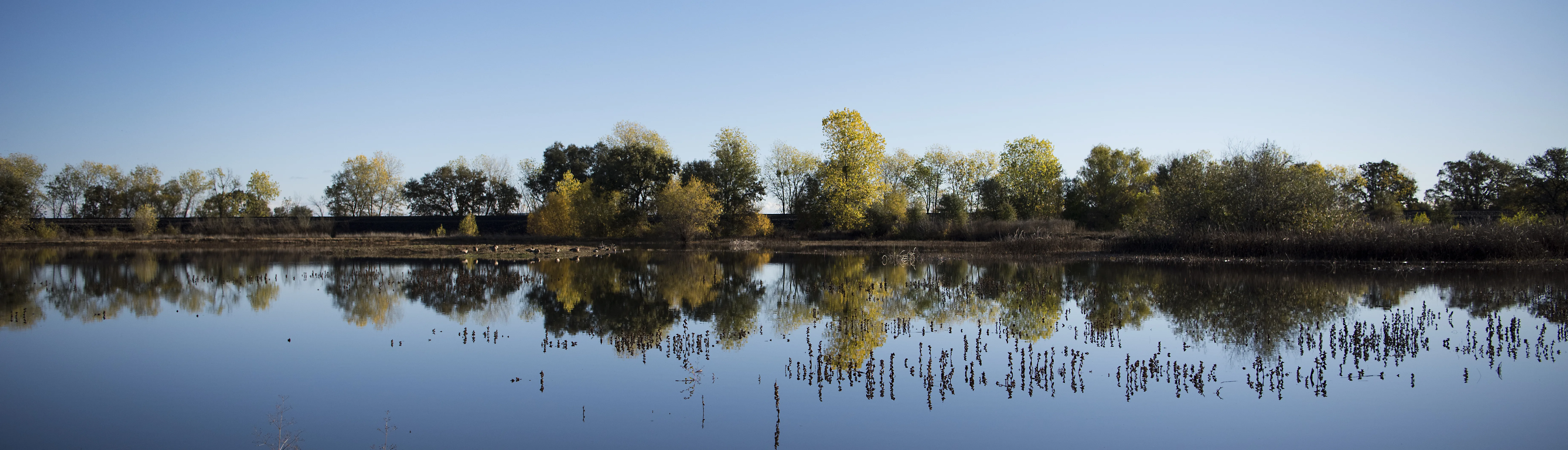 A panorama of a river scene with trees in the background.