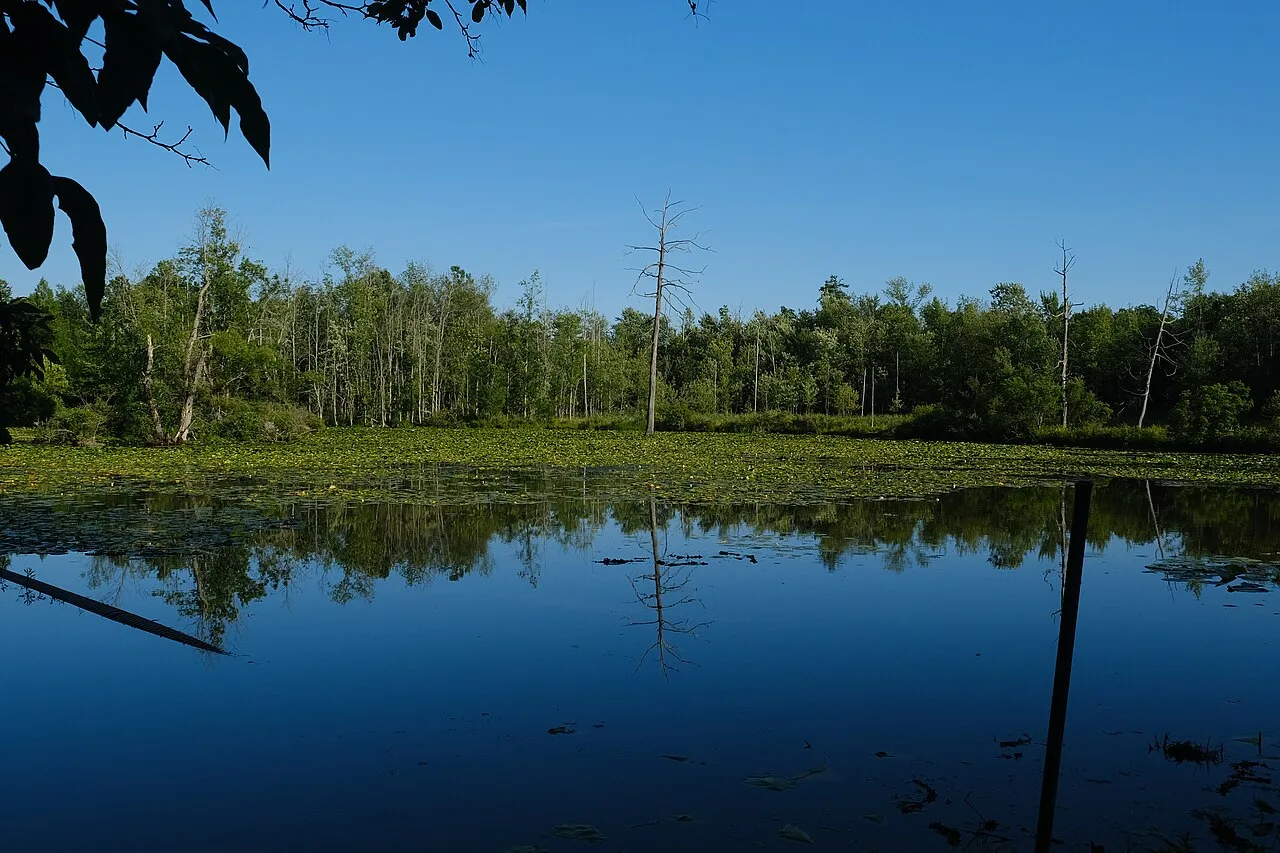 A blue stretch of water with trees on the far side.