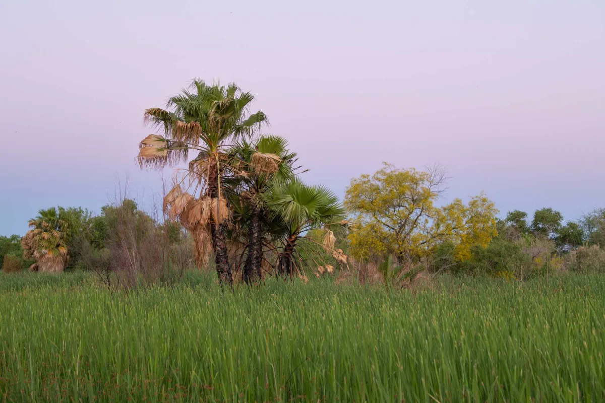A palm tree in long grass at dusk.
