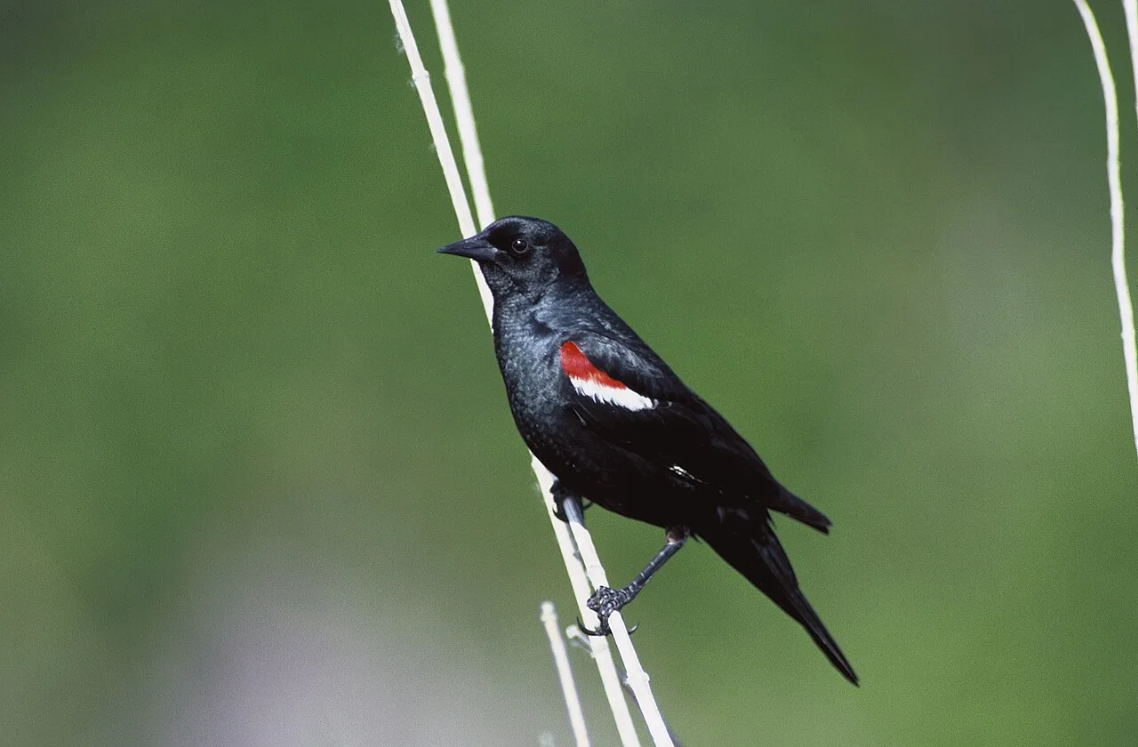 A glossy black bird with a red and yellow flash on the wing.
