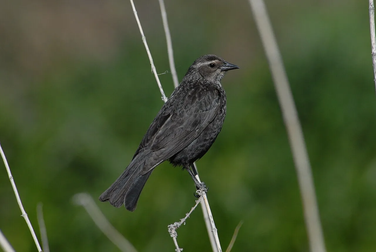 A brown bird.
